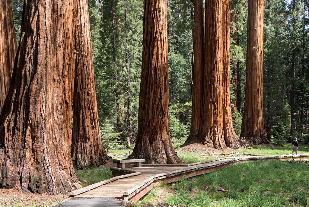 sequoia-national-park